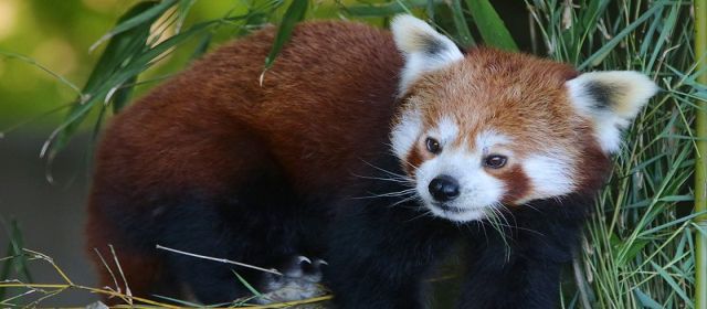 red panda banner image